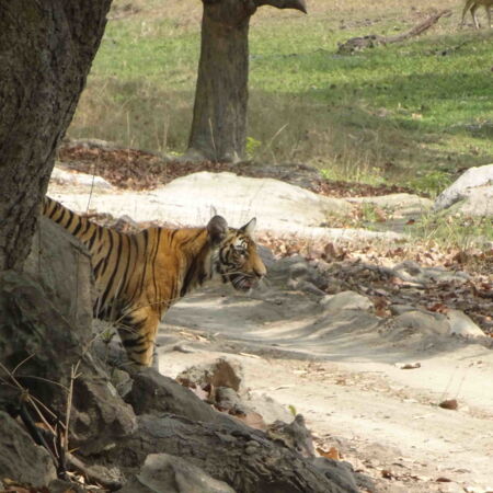 Tiger Cub Bandhavgarh National Park